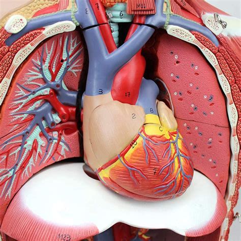4d Anatomical Assembly Model Of Human Organs For Teaching Education
