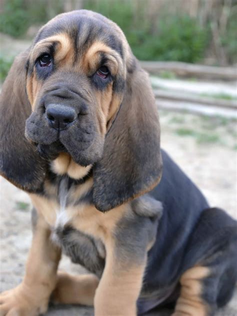 About The Breed Bloodhound Highland Canine Professional Dog