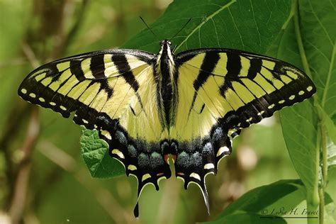 Eastern Tiger Swallowtail Female Pterourus Glaucus Syn Flickr