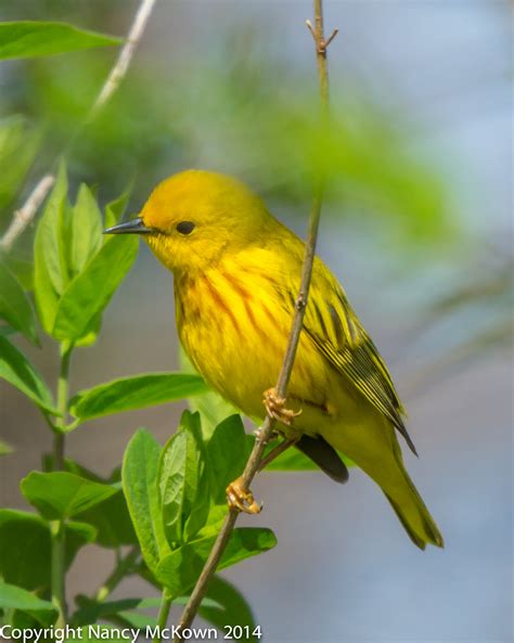 Photographing The Yellow Warbler And Thoughts On Bird