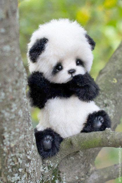 Baby Pandas Are So Cute Raww