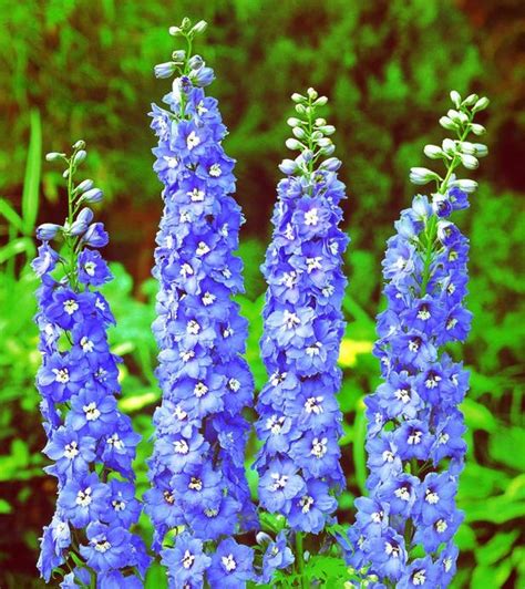 10 Bonny Blue Plants And Flowers Delphinium Plants Blue Plants