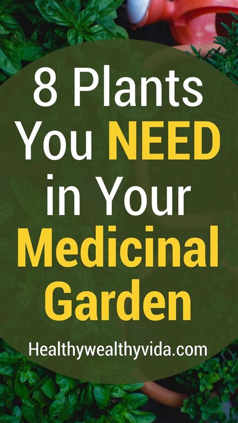 8 Plants You Need In Your Medicinal Herb Garden Medicinal Herbs