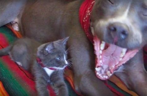 Watch What Happens When This Pit Bull And Cat Come Together And Form A