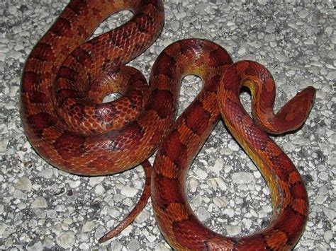 Snakes You Might Come Across In Alabama Which Ones Are Venomous