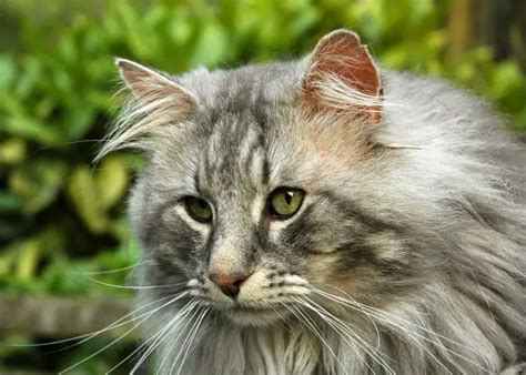 32 Norwegian Forest Cat Size Comparison Furry Kittens