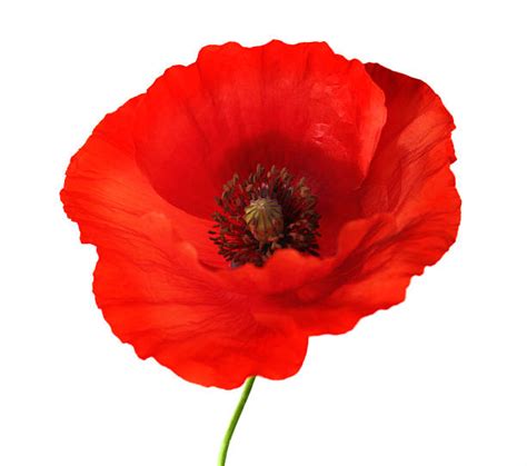 Poppies Stock Photos Pictures And Royalty Free Images Istock