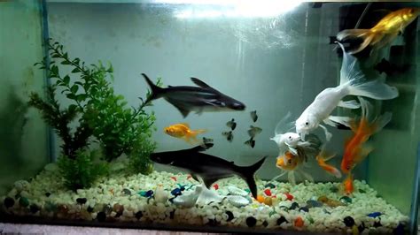 Care Of Aquarium Shark About Feeding And Maintenance Care Tips