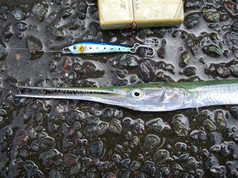 ダツ 釣魚no158 箆仁の釣魚あるばむ ～陸っぱりで210種類～