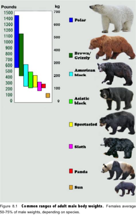 Polar Bear Vs Grizzly Bear Size Comparison