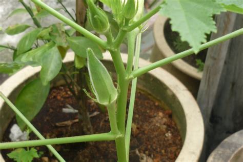 The plant and its seed pods are also known as lady's fingers. My Little Potted Garden: Ladies Fingers