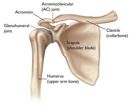 Ac Joint Glenohumeral Joint Acromioclavicular Joint My XXX Hot Girl