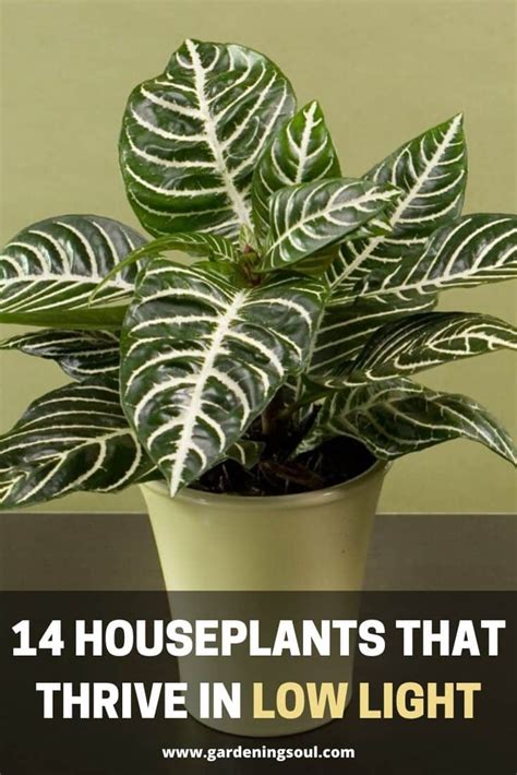 14 Houseplants That Thrive In Low Light Gardening Soul