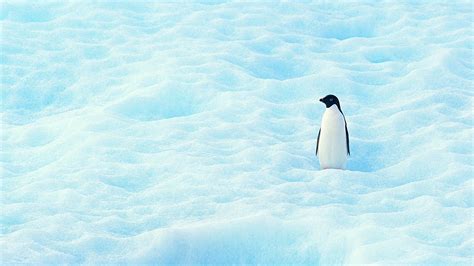 南極キングペンギン動物hdの壁紙プレビュー