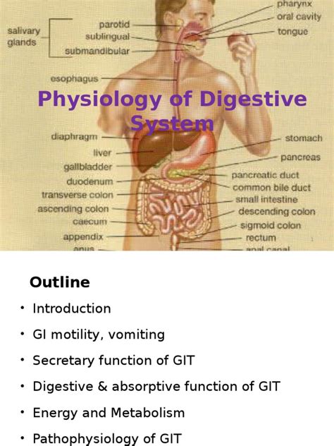 Physiology Of Digestive System Pdf Human Digestive System Digestion