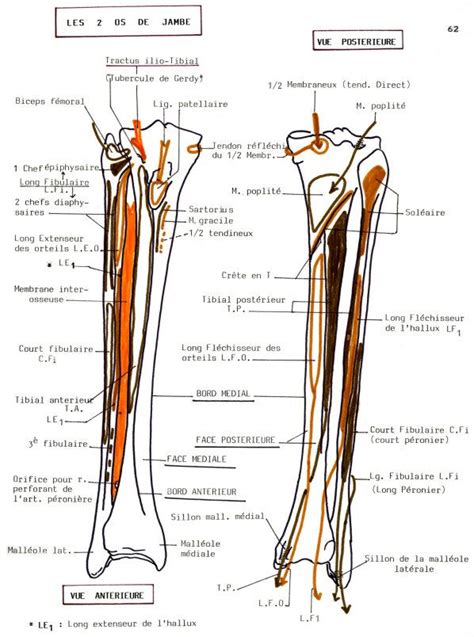 Les Meilleures Images Du Tableau Os Et Muscles De La Jambe By Sereni