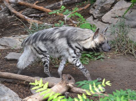 The Online Zoo Striped Hyena