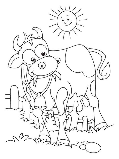 Angus Cow Coloring Page