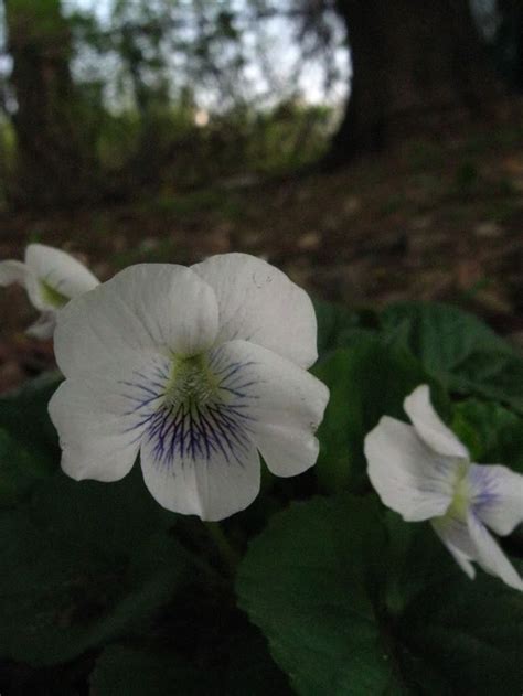 Prekrasni ljubicici za site vas dragi moi coolinarki. Pin di Giulina Celotto su Viole e violette