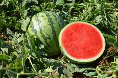 Ocelot Watermelon Treated Seed Seedway