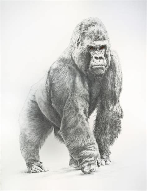 Gorille De Montagne Drawing By Jacek Ciecierski Artmajeur