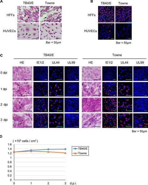 Primary Cultured Human Foreskin Fibroblasts HFFs Human Umbilical