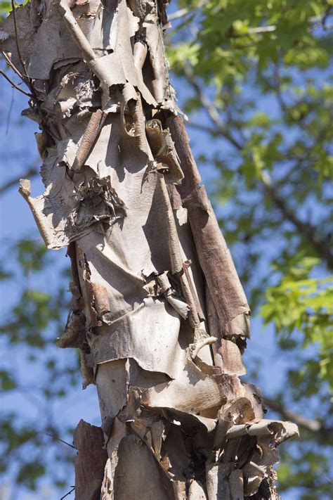 Trees With White Bark 10 Varieties To Bring Contrast Homes And Gardens