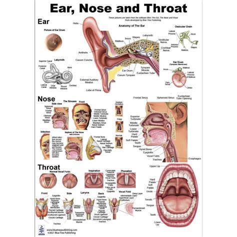 Ear Nose Throat Anatomy Anatomical Charts Posters Sexiz Pix