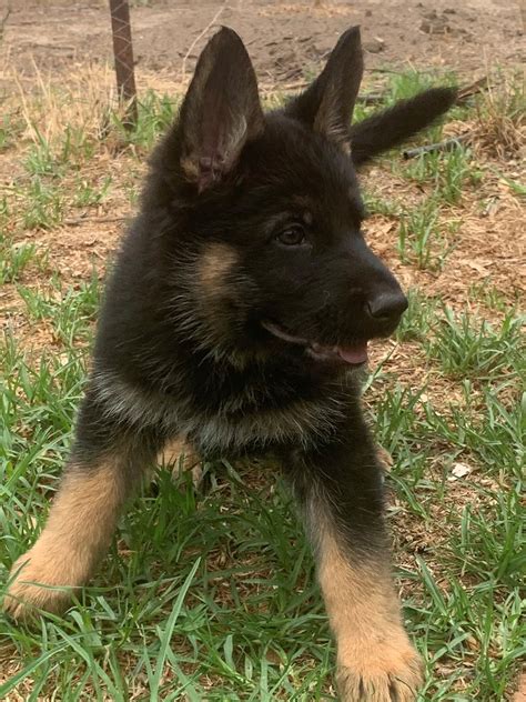 The german shepherd is one of the most recognizable breeds due to the number of jobs it performs in communities around the globe. German shepherd dog puppies available | 2 months old in ...