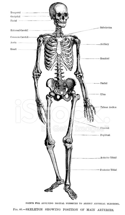 Human Skeleton Stock Photo Royalty Free Freeimages