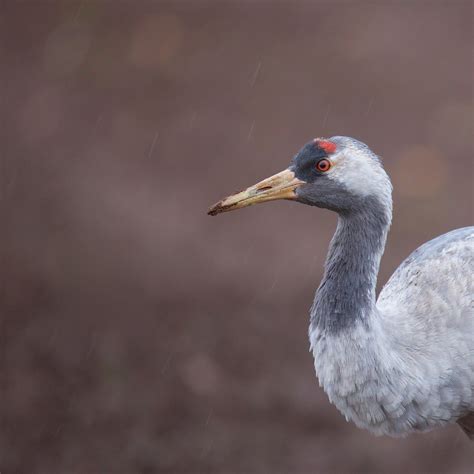 Worldnature Birds Of Germany Worldnature