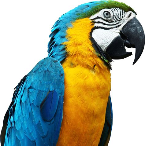 Collection Of Macaw Png Pluspng