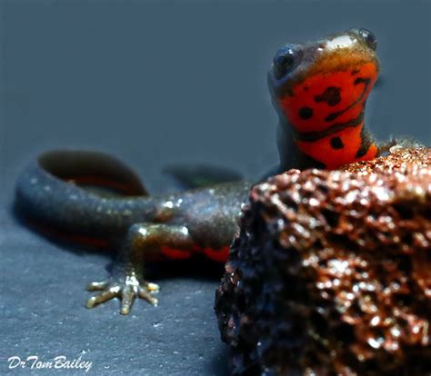 Premium Fire Belly Newt