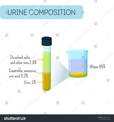 Urine Composition Infographics Urine Sample Glass Stock Vector Royalty