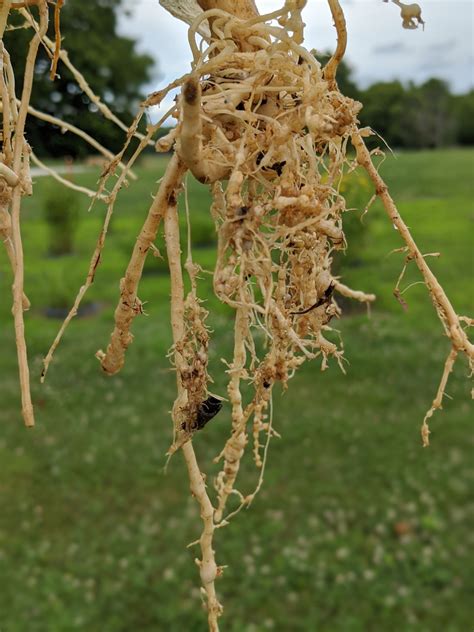 Root Knot Nematode On Vegetable Crops Purdue University Vegetable
