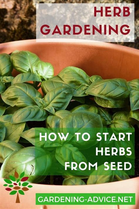 Growing Herbs From Seeds Home Vegetable Garden Growing