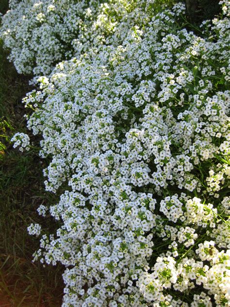 Rotary Botanical Gardens Hort Blog Sweet Alyssum Lobularia Maritima