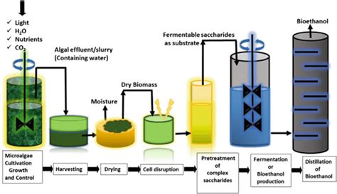 Schematic Representation Of Bioethanol Production From Microalgae