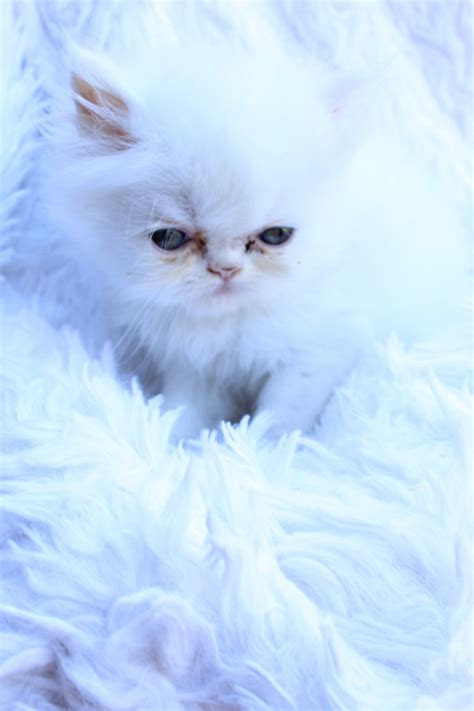 Persian Cats For Sale | Madison, MS #245038 | Petzlover