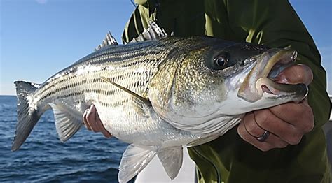 Striped Bass 101 Part 2 Moving Forward While Avoiding Past Mistakes American Saltwater