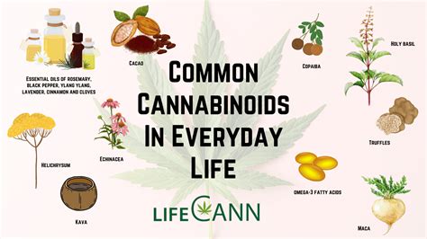common cannabinoids in everyday life
