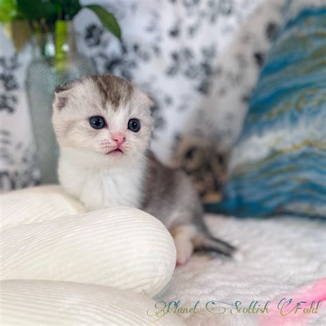 White Scottish Fold Munchkin