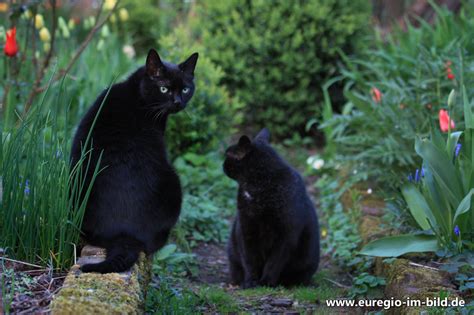 Katzen aus der nachbarschaft sind vielen gartenbesitzern ein ärgernis. Zwei schwarze Katzen im Garten - Euregio im Bild
