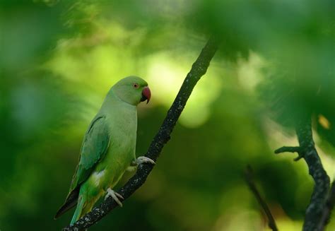 Macro Animals Parrot Birds Wallpapers Hd Desktop And