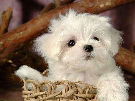White Fluffy Puppy