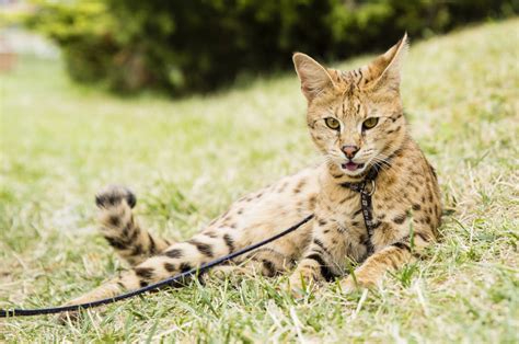 Bengal Vs Savannah Cats Everything You Should Know Bengal Cat Care