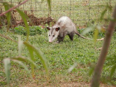 Help Why Would An Opossum Be In My Yard Covenant Wildlife