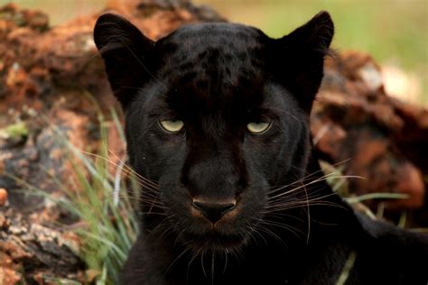 Fondos De Pantalla Grandes Felinos Pantera Negra Animalia Descargar