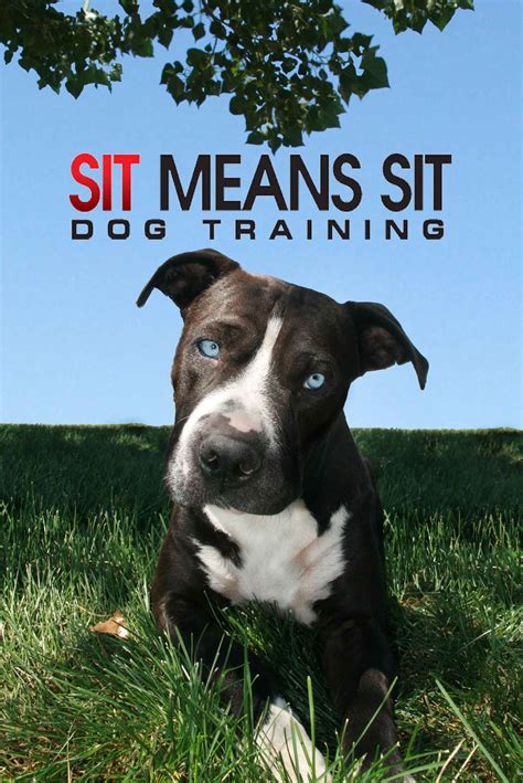 Sit Means Sit Dog Training Raleigh Nc