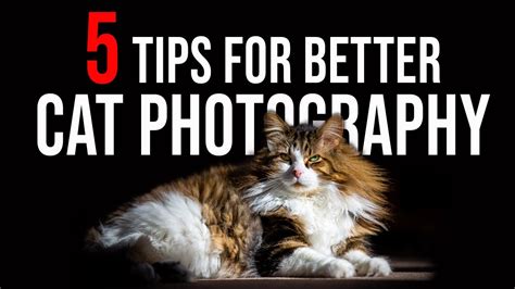 5 Tips For Better Cat Photography Youtube